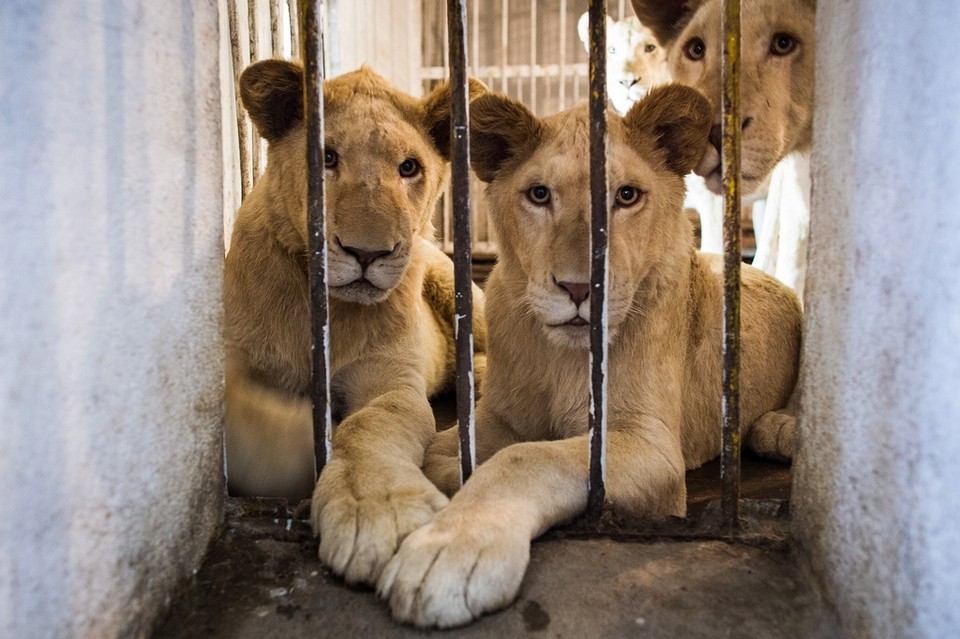 Lions of Kandahar give pride back to Kabul zoo