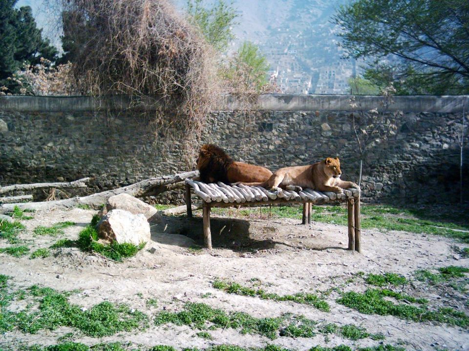Beasts of A Nation: Rebuilding the Kabul Zoo in a Time of War