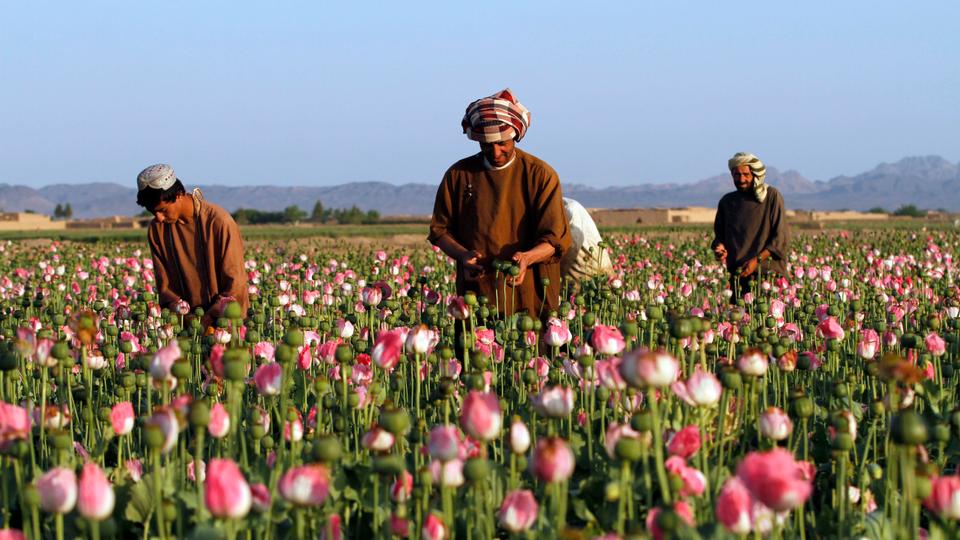 US anti-narcotics policy backfires in Afghanistan