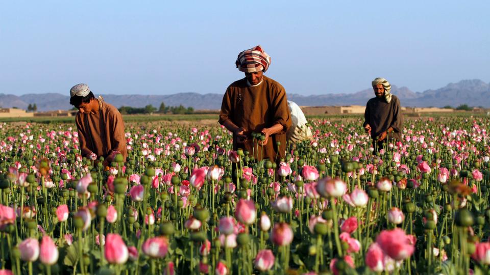 US anti-narcotics policy backfires in Afghanistan